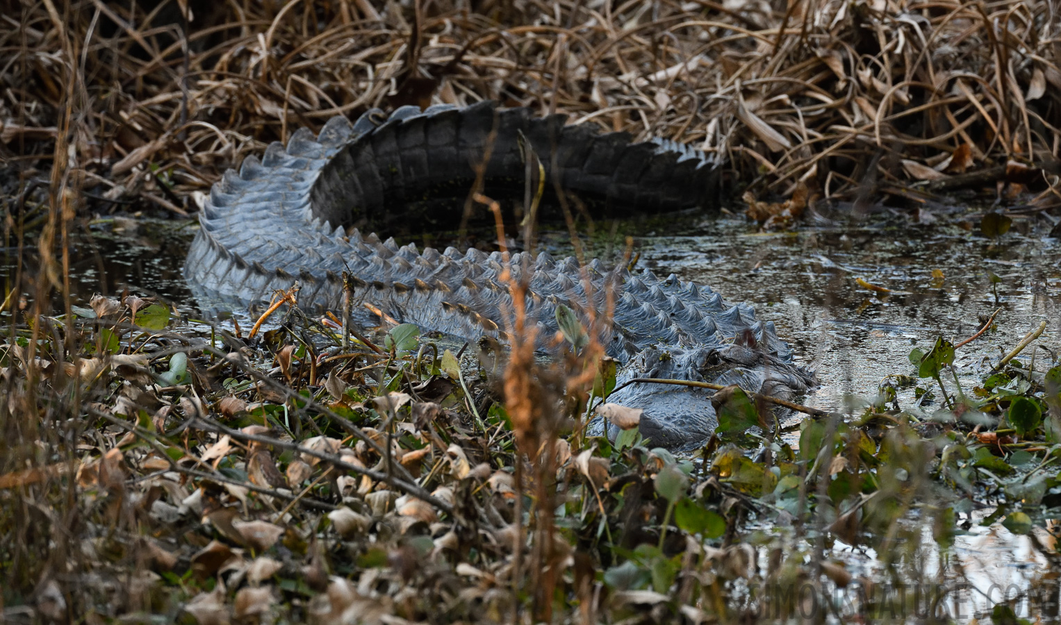 Alligator mississippiensis [400 mm, 1/320 sec at f / 8.0, ISO 2500]